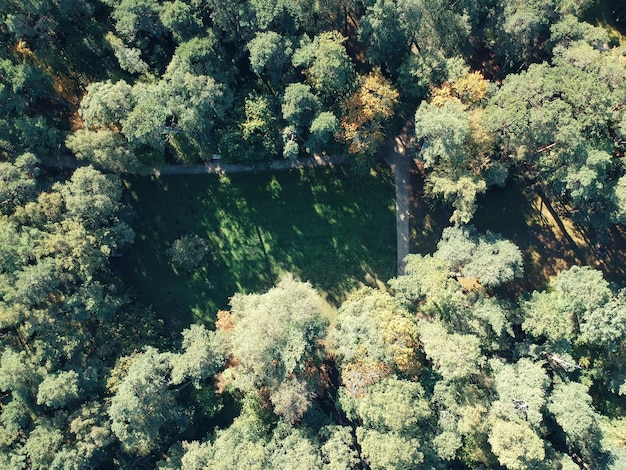 500,000 Acres of US Forest Restored in 2025: Climate Change Solution