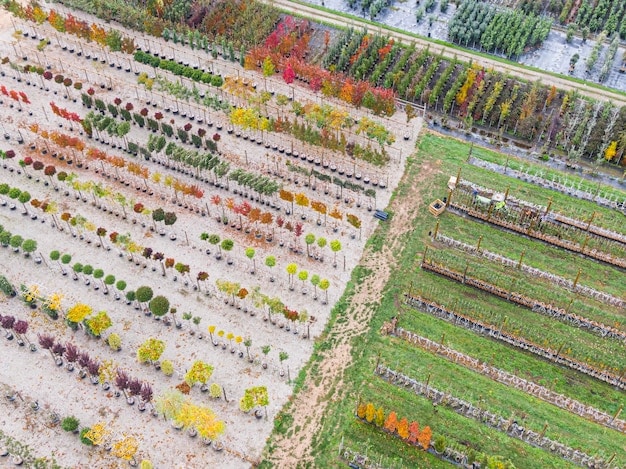 A wide shot of an organic farm showcasing diverse crops growing in rows, with a windmill in the background and chickens freely roaming in a designated area. The scene captures the essence of sustainable agriculture, highlighting biodiversity and a balanced ecosystem.