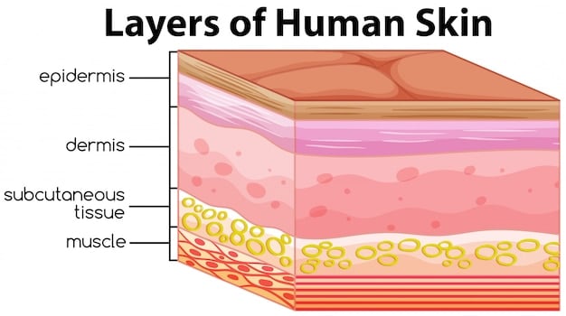 A diagram illustrating the structure of the skin, highlighting the collagen and elastin fibers in the dermis layer. Labels point out the epidermis, dermis, and subcutaneous layers.