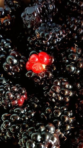 A close-up shot of a cluster of red grapes with water droplets on them, highlighting the natural source of Resveratrol.