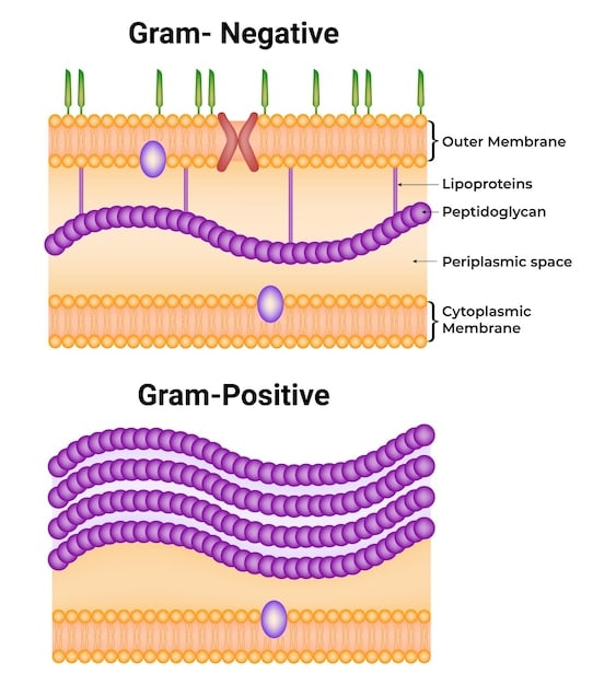 A diagram illustrating the structure of the skin barrier, showing the arrangement of lipids, corneocytes, and NMFs. Include labels indicating these components for clarity.