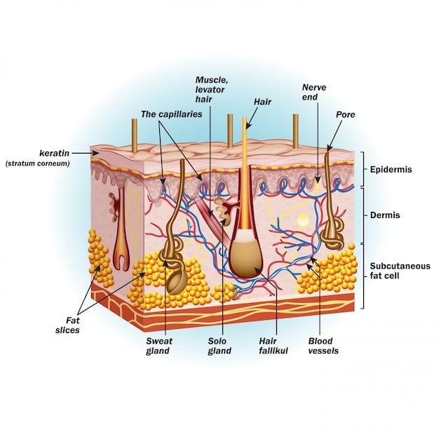 Detailed anatomical illustration of the human face highlighting the SMAS layer and its relationship to the skin and deeper muscles, with labels in English.
