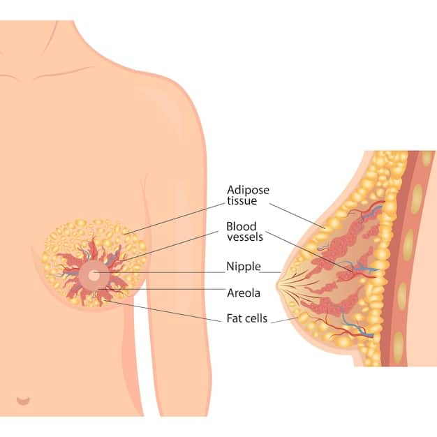 A detailed anatomical diagram illustrating the two primary breast implant placements: subglandular (above the muscle) and submuscular (below the muscle), highlighting anatomical differences.