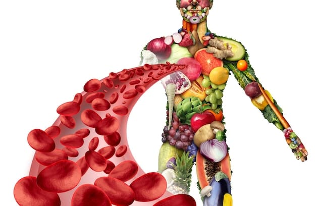 A detailed diagram illustrating the process of nutrient absorption in the human body, with arrows showing how supplements are broken down and enter the bloodstream, emphasizing bioavailability.