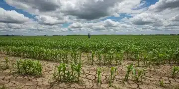 Drought-affected cornfield under a dramatic sky, highlighting climate change's impact on US agriculture.