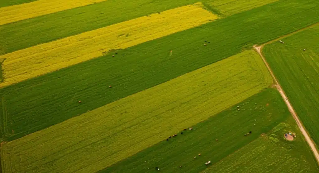 Regenerative Agriculture: US Farmers Combat Climate Change